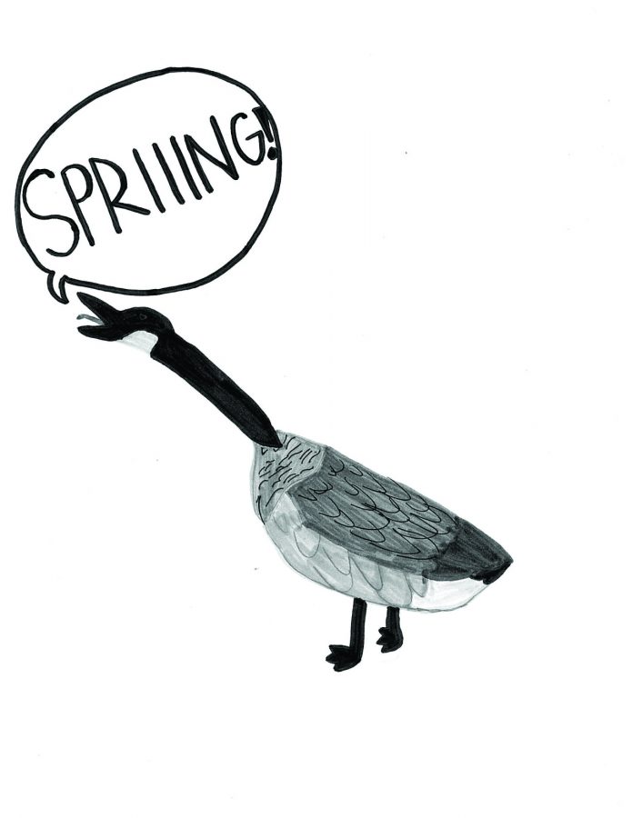 comic of a goose shouting spring