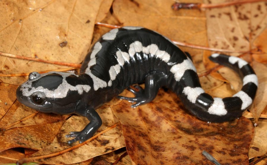 A black and white salamander