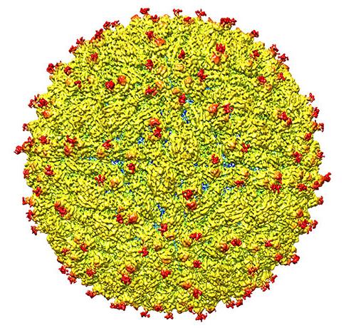 Computer image of the Zika virus structure