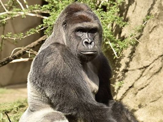 Harambe’s code: take better care of your kids and animals