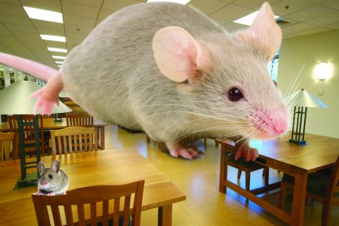 Mice and rats war rages on across Simmons University