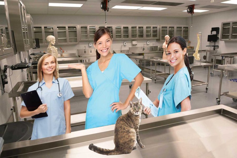 Catastrophe: nursing students accidentally resurrect dead cat