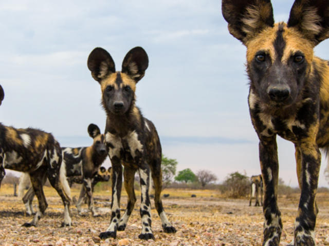 Species spotlight: African Wild Dog
