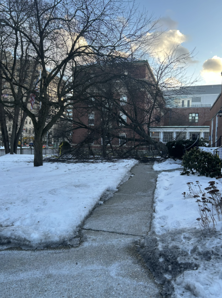 Tree falls outside South Hall due to severe weather